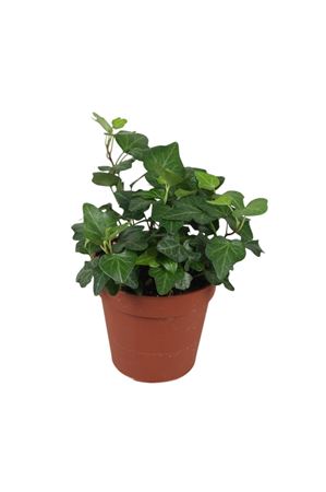English Ivy (Hedera helix) – 9cm Pot