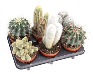 Mixed Cactus Collection – 12cm Pot