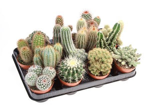 Mixed Cactus Collection – 8.5cm Pot