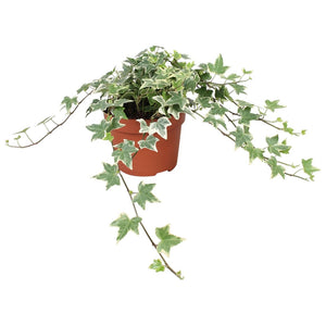English Ivy (Hedera helix) – 13cm Pot
