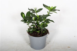 Gardenia jasminoides – 13cm Pot