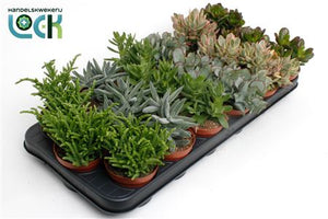 Mixed Crassula Succulent – 8.5cm Pot