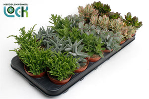 Mixed Crassula Succulent – 8.5cm Pot