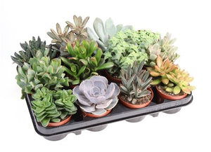 Mixed Succulent Plant – 8.5cm Pot
