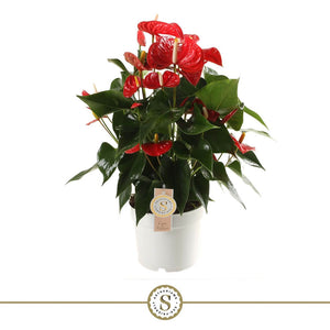 Red Anthurium ‘Champion’ – 17cm Pot, Approx. 60cm