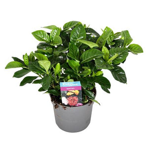 Gardenia jasminoides Gardenia – 13cm Pot