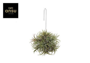 Large Hanging Air Plant (Tillandsia ionantha) – 15cm