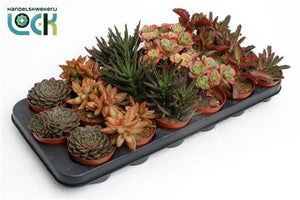 Mixed Autumn Succulent Arrangement – 8.5cm Pot