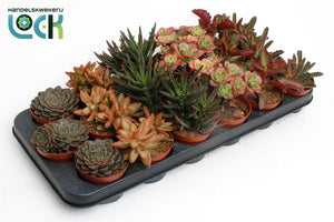 Mixed Autumn Succulent Arrangement – 8.5cm Pot
