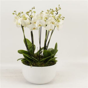 White Phalaenopsis Orchid – 26cm Ceramic Pot