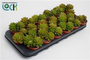 Echeveria Succulent – 8.5cm Pot, 15cm High