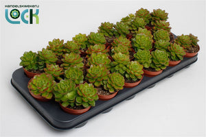 Echeveria Succulent – 8.5cm Pot, 15cm High