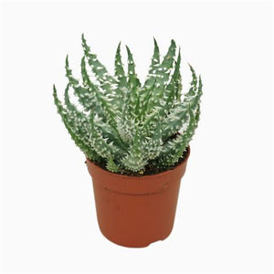 Aloe humilis ‘Shark’ – 7cm Pot