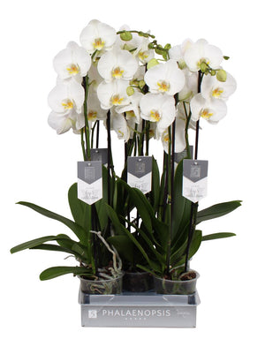 White Phalaenopsis Orchid – 3 Stem, 12cm Pot