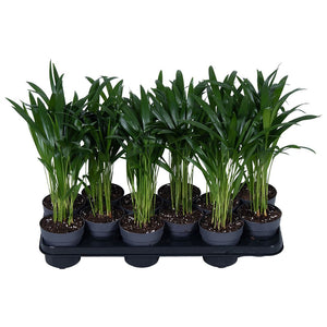 Areca Palm (Dypsis lutescens) – 10.5cm Pot