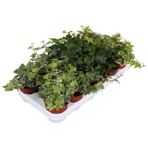 Mixed Ivy (Hedera helix) – 8.5cm Pot