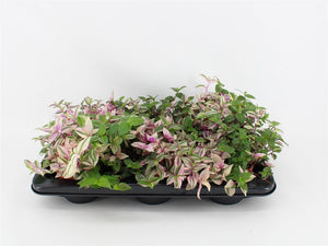 Tradescantia Quadricolor – 12cm Pot