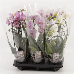 Mixed Phalaenopsis Orchid ‘Goddess’ – 12cm Pot