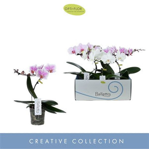 Salmon Phalaenopsis Orchid – 2 Stem, 12cm Pot