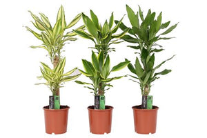 Mixed Dracaena (Dracaena spp.) – 17cm Pot, approx. 80cm