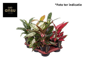 Aglaonema Mixed Variety – 12cm Pot, 30cm High