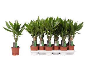Dracaena fragrans Green Houseplant – 11cm Pot, 45cm High