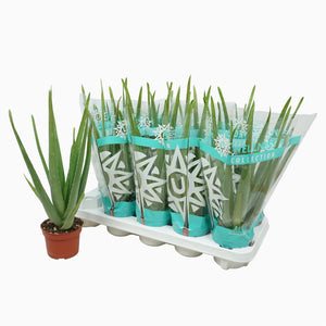 Aloe Vera Plant – 10.5cm Pot, Approx. 30cm High