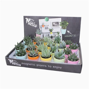 Mixed Aloe and Haworthia Succulent – 5.5cm Pot