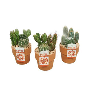 Mixed Cactus Arrangement in Terracotta Pot – 10cm