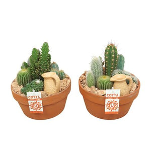 Mixed Cactus Arrangement in Terracotta Pot – 20cm