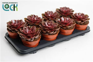 Echeveria ‘Magic Red’ Succulent – 12cm Pot