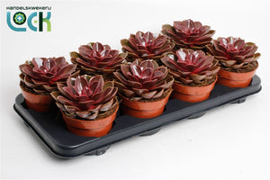 Echeveria ‘Magic Red’ Succulent – 12cm Pot