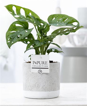 Swiss Cheese Plant (Monstera adansonii) – 12cm Ceramic Pot