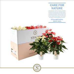 Mixed Anthurium Houseplant – 14cm Pot, 50cm High