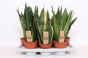 Snake Plant (Sansevieria trifasciata) – 14cm Pot