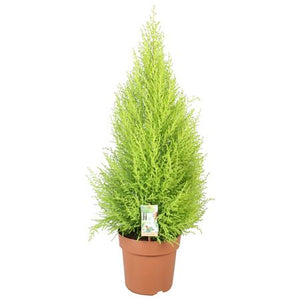 Goldcrest Monterey Cypress (Cupressus macrocarpa) – 21cm Pot
