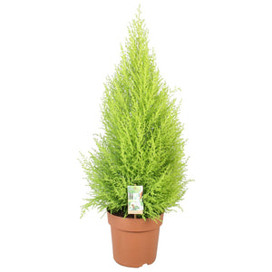 Goldcrest Monterey Cypress (Cupressus macrocarpa) – 21cm Pot
