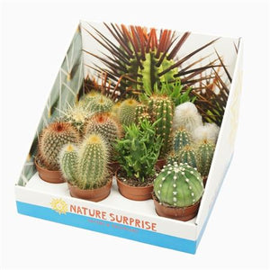 Mixed Cactus Collection – 7cm Pots