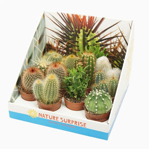 Mixed Cactus Collection – 7cm Pots