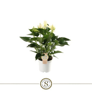 White Anthurium ‘Red Champion’ – 12cm Pot