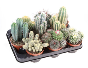 Mixed Cactus Collection – 10.5cm Pot