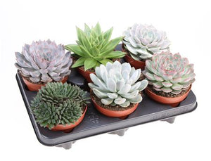 Mixed Echeveria Succulent – 12cm Pot