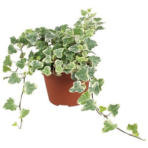 White Wonder English Ivy (Hedera helix) – 13cm Pot