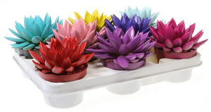 Echeveria Rainbow Mix Succulent – 10.5cm Pot