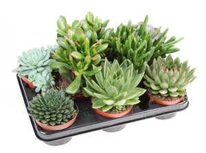Mixed Succulent Collection – 10.5cm Pot