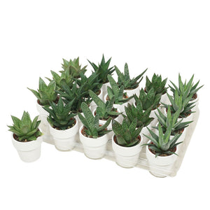 Mixed Aloe and Haworthia Succulents – 5.5cm White Ceramic Pot