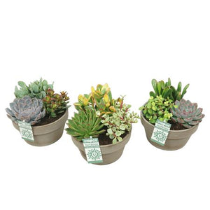 Mixed Succulent Arrangement in Grey Ceramic Pot – 17cm