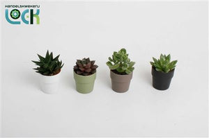 Mixed Succulent in Decorative Plastic Pot – 5.5cm
