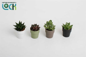 Mixed Succulent Plants – 5.5cm Pot