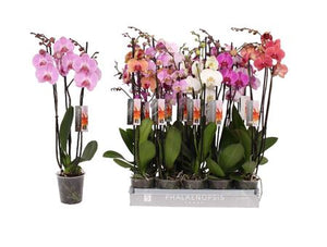 Mixed Phalaenopsis Orchid – 3 Stems, 12cm Pot